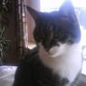 grytter