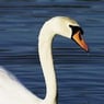 sommerbird