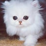 Connoiseur