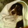 Fidolido