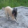 kibo