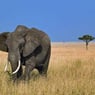 elefant19