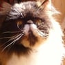 mortonks