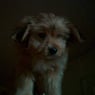 jethans