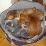 kensol