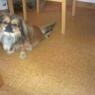 fido6