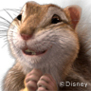 chipmunk