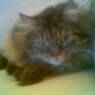 lillely5