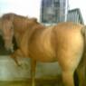 marilla