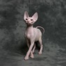 Sphynx