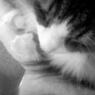 Lusse