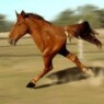 horsetips