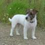 hushund