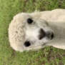 sofievittrup