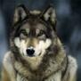 WOLFMAN75