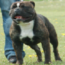 Bergloevbulldogs