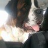 Cujo84