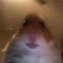 HamsterOwner