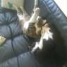 astrid617