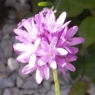 halvni