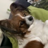 Condy
