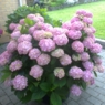 mormor8006