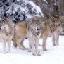 Wolflover
