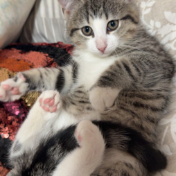 image of MinoBaby