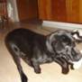 dinso