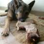 hundekiks20