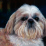 martensen