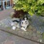 klogehunde