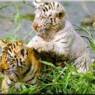 lovesweet