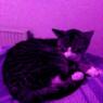 mrpjuske09