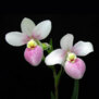 orkideen1976