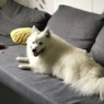 vildkat62