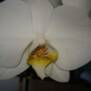 orkidemanden