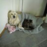 Chenette