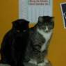 katten65