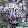 loti2008