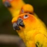 borene