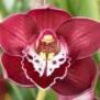 orkide59