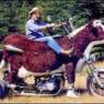 japi1977