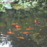 pyrus2005