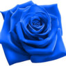 Bluerose