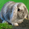 zippor