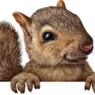 jacomus
