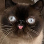 Luca