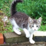 kittyigenigen