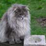 coolkat